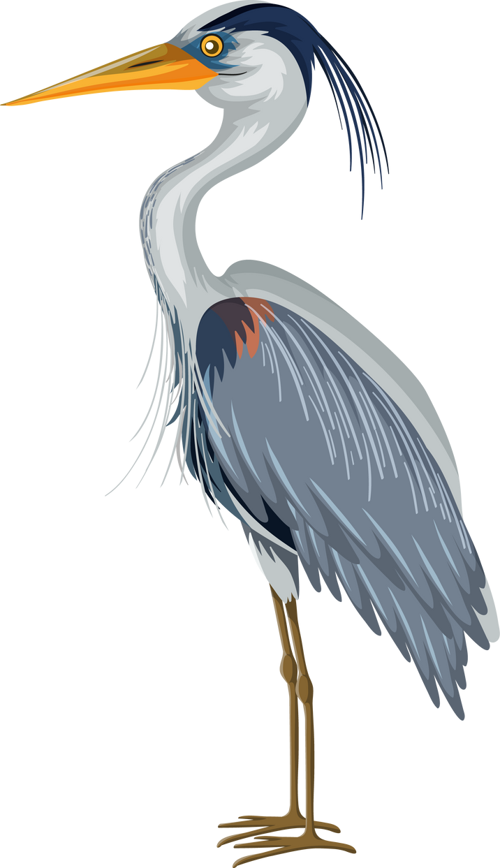 Great Blue Heron in cartoon style on white background